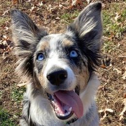 Border Collies from Wayward Sun Border Collies