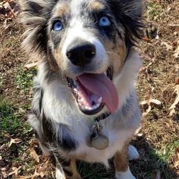 Border Collies from Wayward Sun Border Collies
