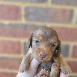 Honor - Chocolate and tan female Dachshund puppy in Loganville, Georgia from Royal Dackel Haus