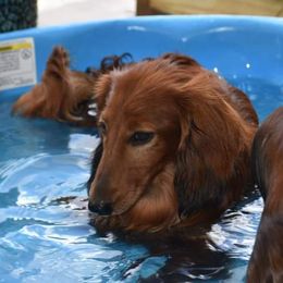 Sheikie Baby - Dachshund