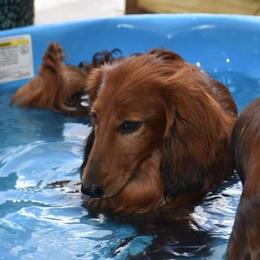 Sheikie Baby - Dachshund