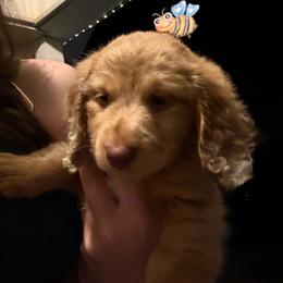 Chip - Dapple male Dachshund puppy in Newton, North Carolina from Sagebrush Doxies