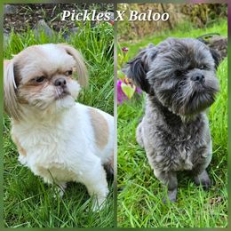 Shih Tzu puppies from Garrard Creek Shih Tzus
