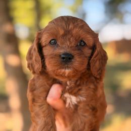 Daphne - Red female Cavapoo puppy in Melissa, Texas from Southern Love Cavapoos & Maltipoos