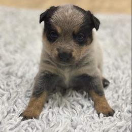 Australian Cattle Dog Puppies from LoveAHeeler