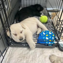 Labrador Retriever Puppies from Lost Woods Labradors