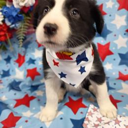 Border Collie Puppies from Stag Valley Homestead