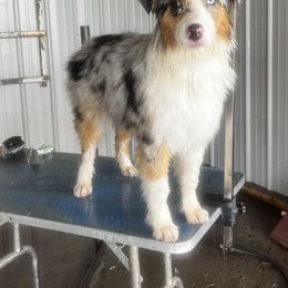 Australian Shepherd All Grown Up from Kade’s Stock Dogs