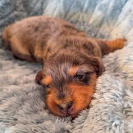 Voxy - Dapple female Dachshund puppy in Lubbock, Texas from Wagging Tails