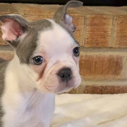 Girl 6 - Boston Terrier puppy in George West, Texas from Duke of Earl’s Boston Terriers