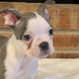 Girl 6 - Boston Terrier puppy in George West, Texas from Duke of Earl’s Boston Terriers