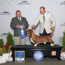 Basset Hound and Pembroke Welsh Corgi All Grown Up from 4 Sail Quarter Horses and Corgis