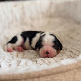 Mozzarella - Tri-color male Cavalier King Charles Spaniel puppy in De Soto, Missouri from Blooming Cavaliers