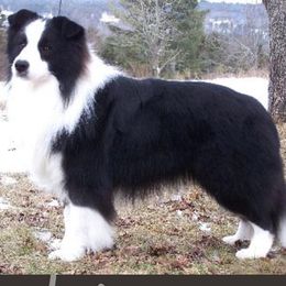 Border Collies and Chinese Cresteds from Coylety Kennel