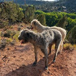 Irish Wolfhound puppies from Juniper Creek Irish Wolfhounds