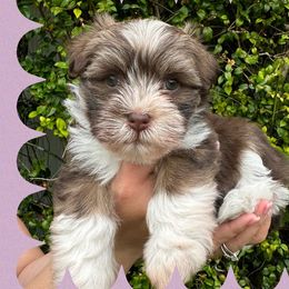 MISTY - Chocolate Havanese puppy in Miami, Florida from HavaReese Havanese