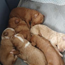 Boy deposit number 1 - Red  male Goldendoodle puppy in Cedar Springs, Michigan from Pecks Oodle Doodles