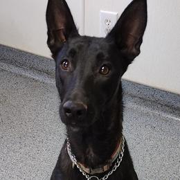 Karma - Belgian Malinois