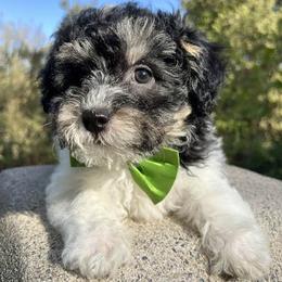 Light Green Collar - Black female Goldendoodle puppy in Waterford, California from Windy Hill Doodles