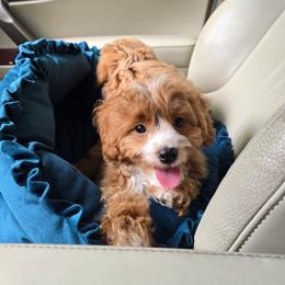 Owen - Red male Cavapoo puppy in Washington from Mt.BakerPoodles&Doodles