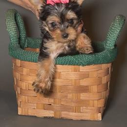 Molly - Black and gold female Yorkshire Terrier puppy in San Diego, California from BC Breeders Association