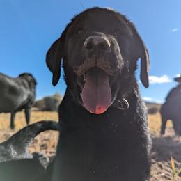 Anatolian Shepherd Dog and Labrador Retriever Puppies from Learning With Dogs