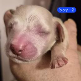 Ice - Cream male Dachshund puppy in Frankfort, Kentucky from Gigi's Dachshunds