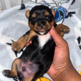 Nemo 2000 - Black and tan male Yorkshire Terrier puppy in Gastonia, North Carolina from Banks Dynasty Kennel
