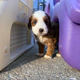 Flint Sable Merle POL - Sable male Bernedoodle puppy in Wamego, Kansas from Doodles of Oz