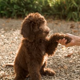 Assorted Doodle Crosses, Australian Labradoodle, Goldendoodle, and Newfoundland Puppies from Twin Sisters Doodles