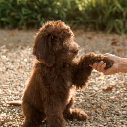 Assorted Doodle Crosses, Australian Labradoodle, Goldendoodle, and Newfoundland Puppies from Twin Sisters Doodles