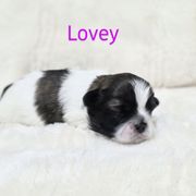Lovey - Brown and white female Shichon puppy in Ronda, North Carolina from Willow River