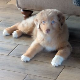 Lexus - Red merle Australian Shepherd puppy in Fultonville, New York from Sandy Aussies & Pomeranians