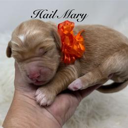 Hail Mary   1 spot available pick out 6 weeks old - Red  female Goldendoodle puppy in La Grange, Georgia from Heartfelt GoldenDoodles