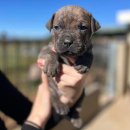 Froggy-grey - Brindle male Companion Cross puppy in Calimesa, California from Teakwoodpoodleofsocal