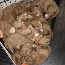 Goldendoodle and Poodle Puppies from Houstonwehavedoodles