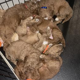 Goldendoodle and Poodle Puppies from Houstonwehavedoodles