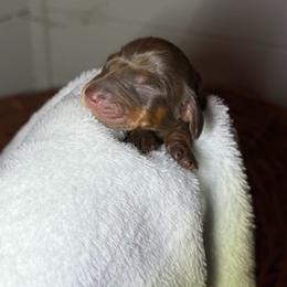 Kisses - Chocolate and tan female Dachshund puppy in Yuba City, California from Mulberry Dachshunds