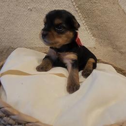 AKC Girl Purebred - Black and tan female Yorkshire Terrier puppy in Cheektowaga, New York from Mike's Puppies