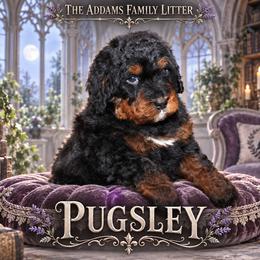 Boy 2 - male Bernedoodle puppy in Westminster, South Carolina from Goldendoodlepuppiessc
