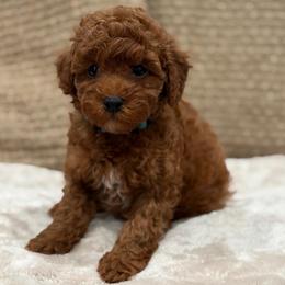 Bonaire - Red  male Poodle puppy in Belleville, New Jersey from TK Poodles