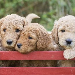 Goldendoodles from Anderson's Goldendoodles