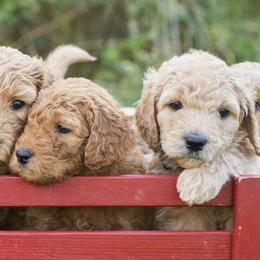 Goldendoodles from Anderson's Goldendoodles