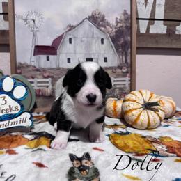 Dolly - Brindle and white female Cardigan Welsh Corgi puppy in Cumby, Texas from Windmill Cardigan Welsh Corgis and German Shepherds