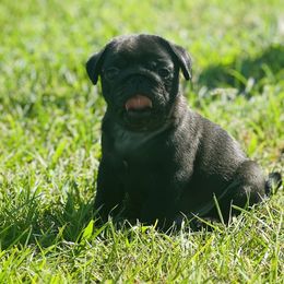 Happy - Black male Pug puppy in Saint Pauls, North Carolina from Copperfield’s Goldens
