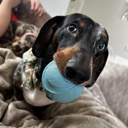 Arlo - Dachshund