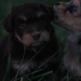 Lottie - Red tri-color female Aussiedoodle puppy in Orleans, Indiana from Mae Blossom Puppies