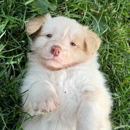 Gus - White and gold male Border Collie puppy in New Franklin, Ohio from Whipple Farms