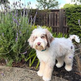 Rye - Australian Labradoodle