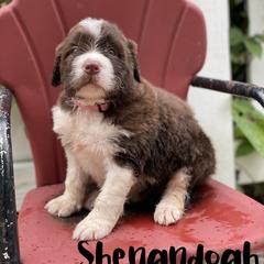 Bordoodle Puppies from Borders of Eby Eden